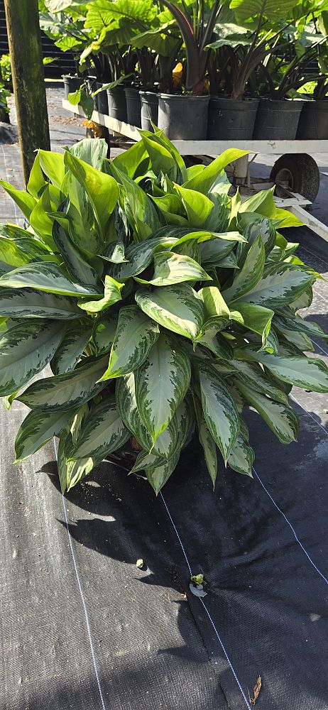 aglaonema-silver-bay