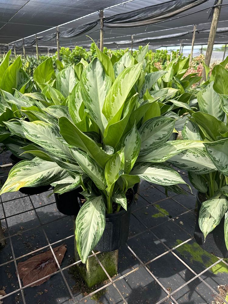 aglaonema-silver-bay