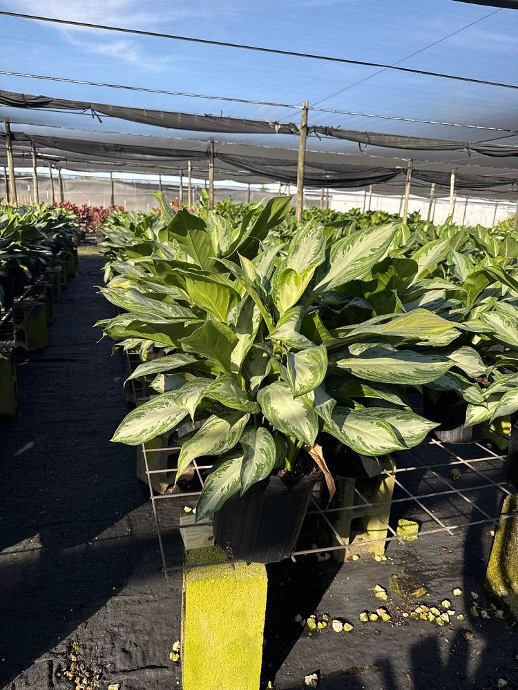 aglaonema-silver-bay