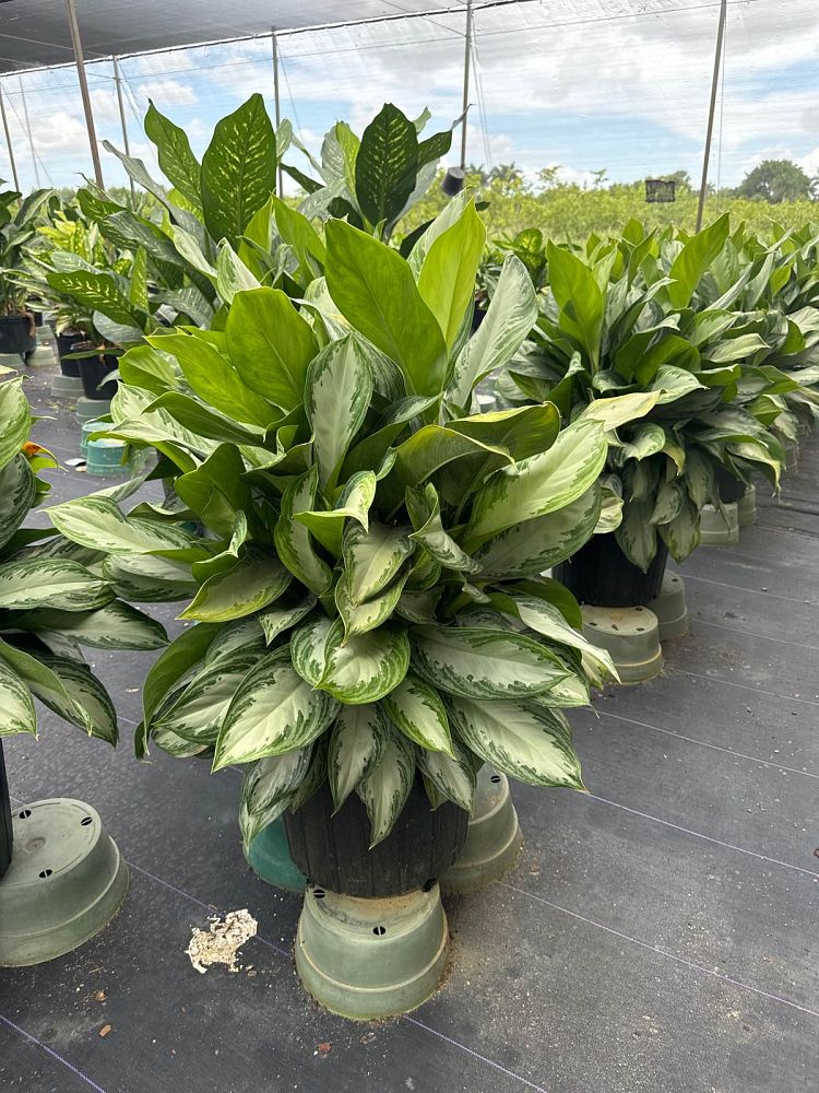 aglaonema-silver-bay