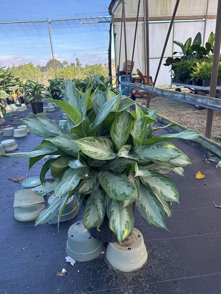 aglaonema-silver-bay