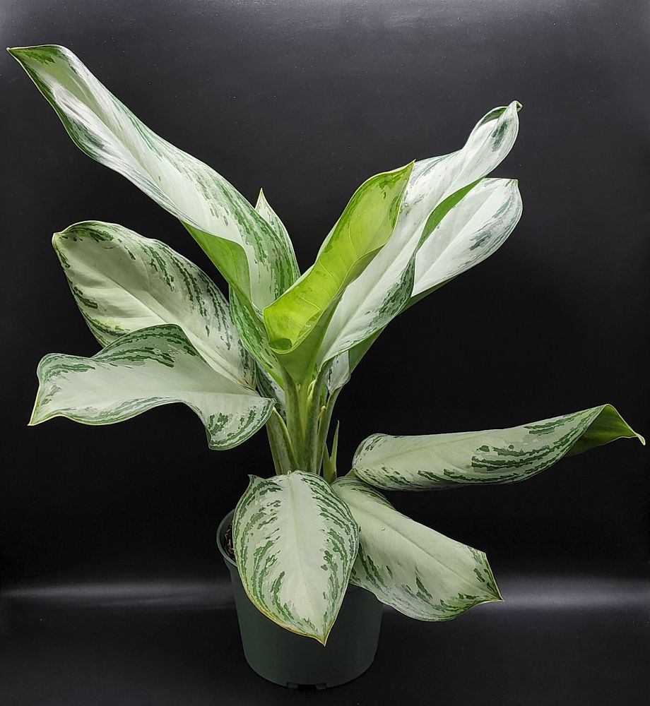 aglaonema-silver-bay