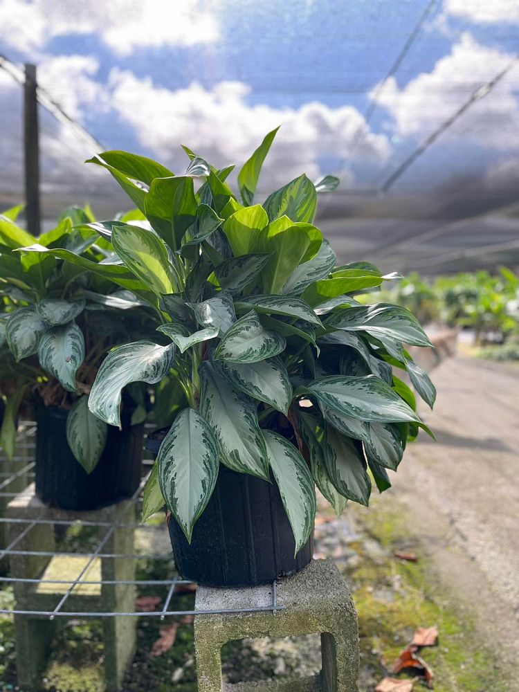 aglaonema-silver-bay