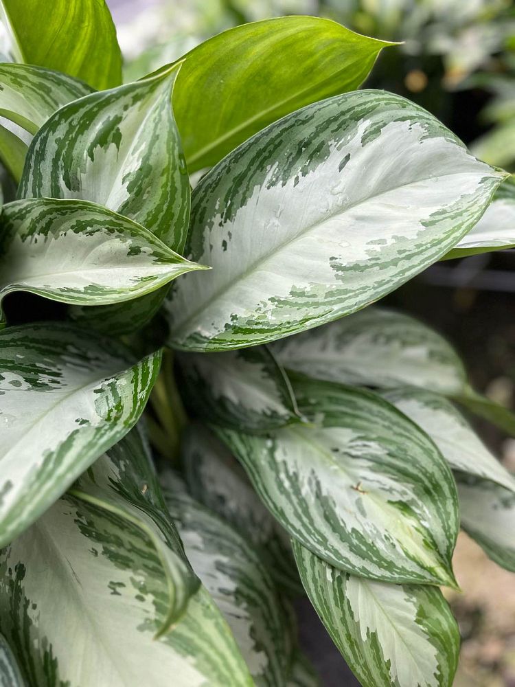 aglaonema-silver-bay