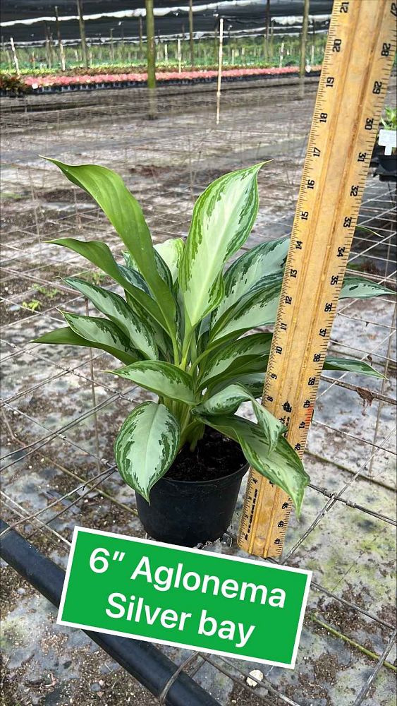 aglaonema-silver-bay