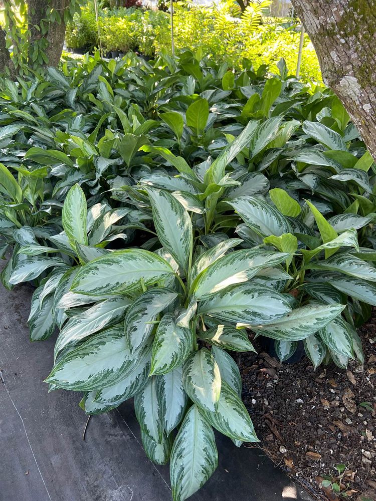 aglaonema-silver-bay