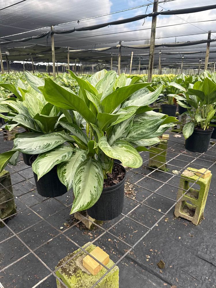 aglaonema-silver-bay