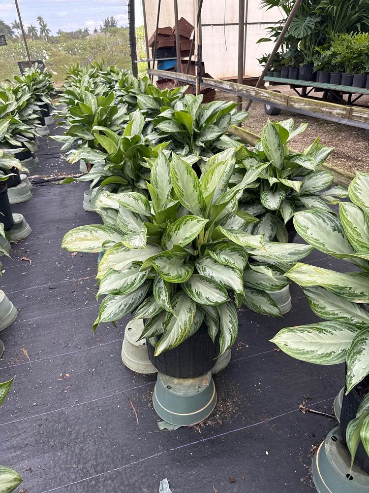 aglaonema-silver-bay