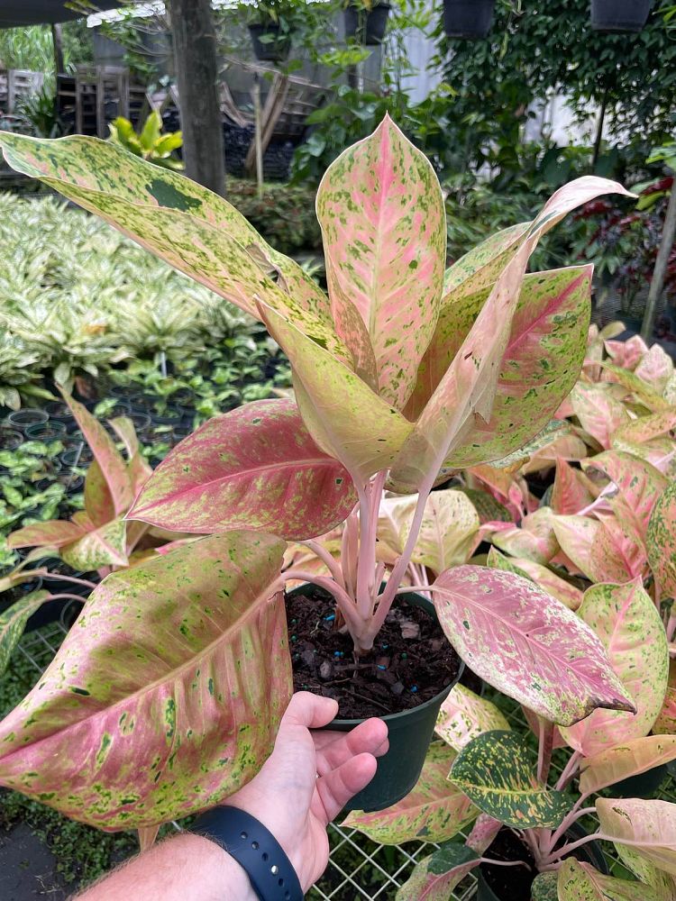 aglaonema