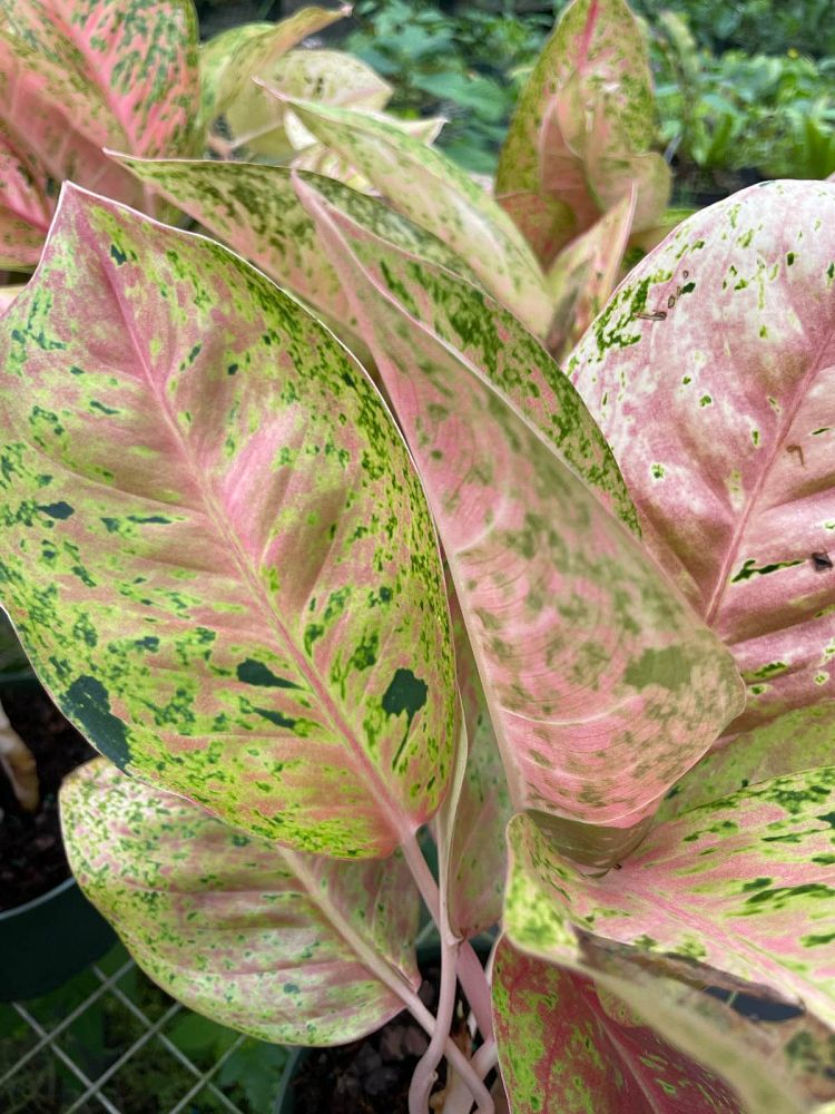 aglaonema