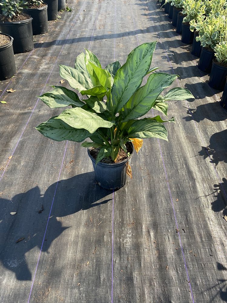 aglaonema