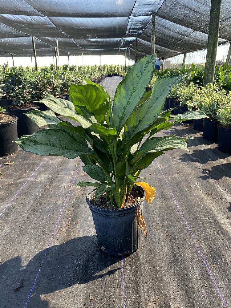 aglaonema