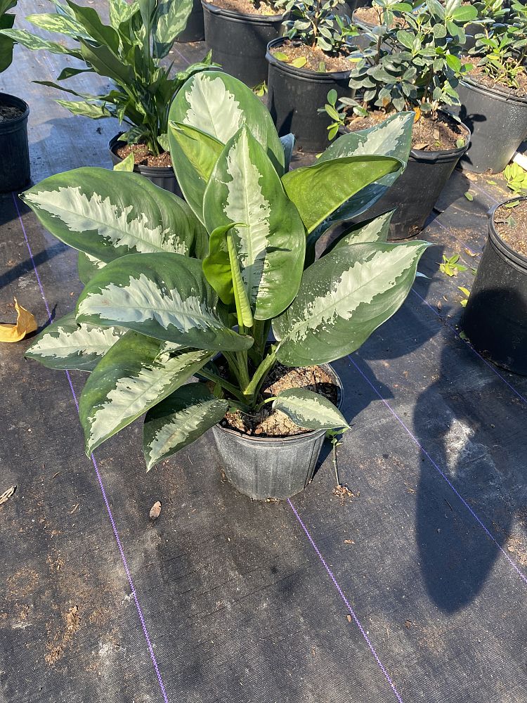 aglaonema