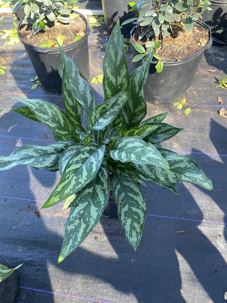 aglaonema