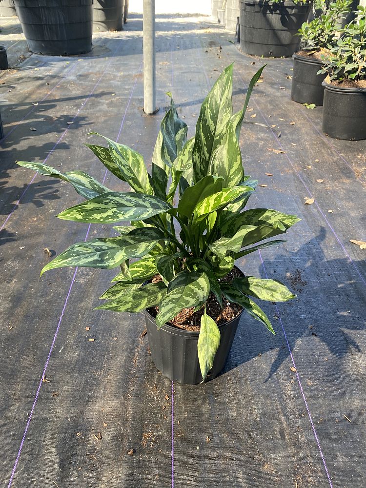 aglaonema