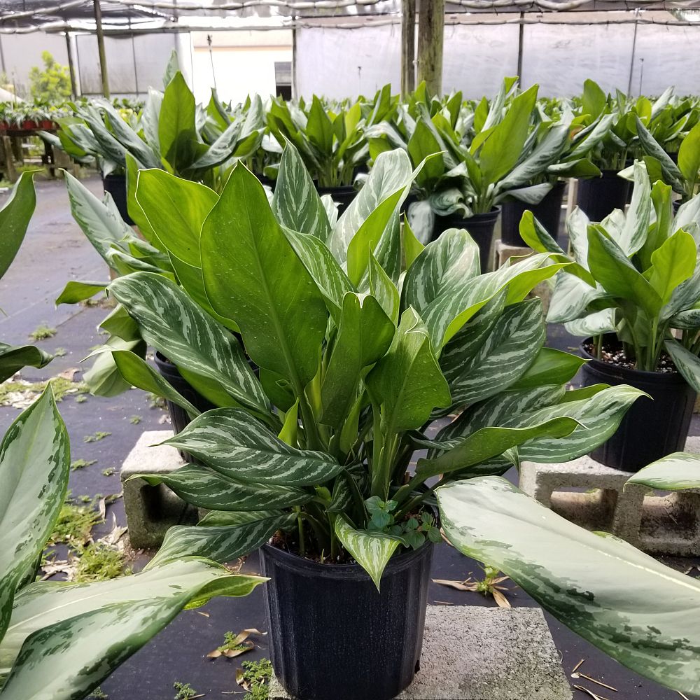 Consolidated Foliage plantANT com