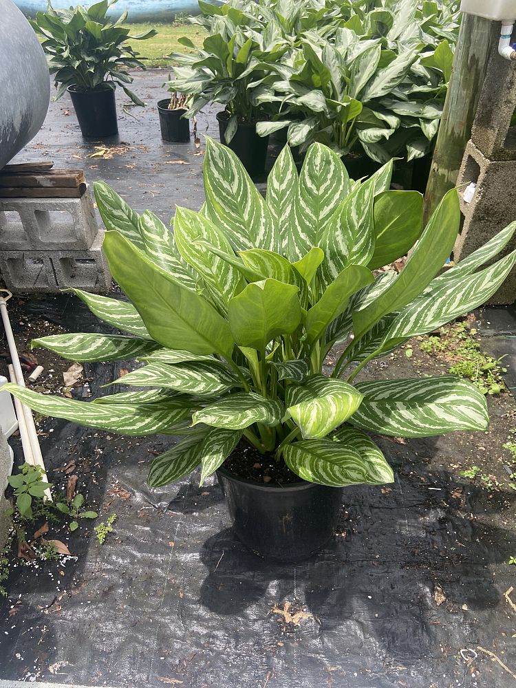 aglaonema-stripes