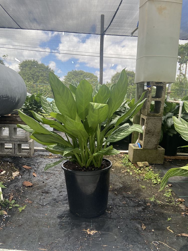 aglaonema-stripes