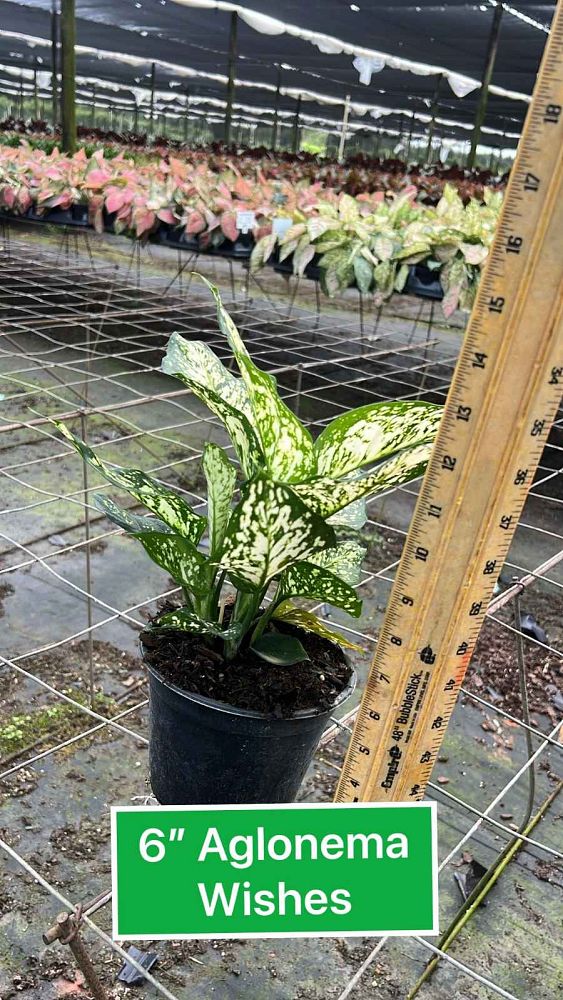 aglaonema-wishes