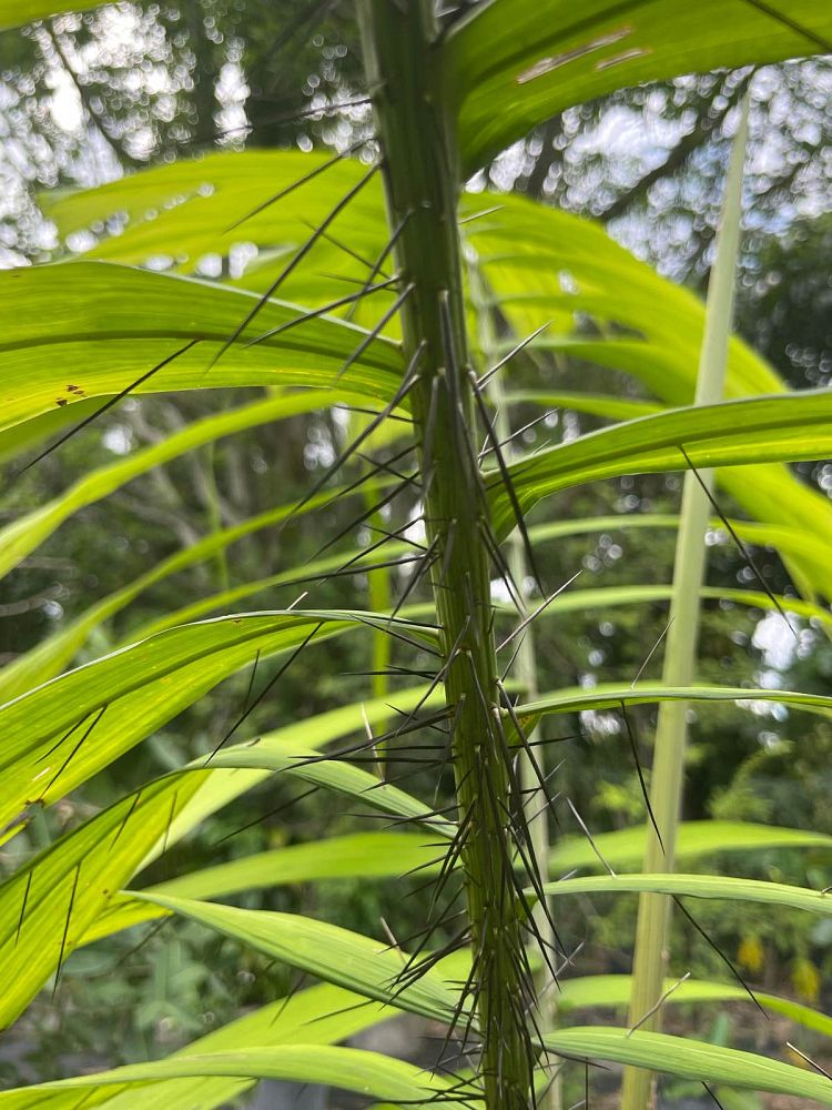 aiphanes-aculeata-ruffle-palm-coyure-palm-aiphanes-caryotifolia-aiphanes-horrida