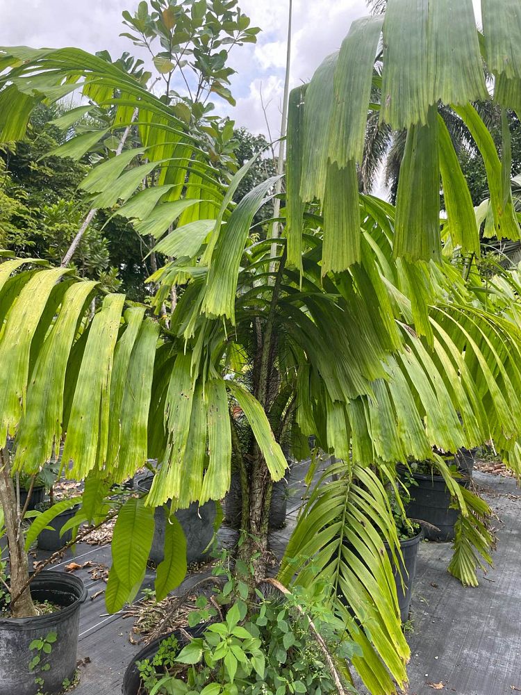 aiphanes-aculeata-ruffle-palm-coyure-palm-aiphanes-caryotifolia-aiphanes-horrida