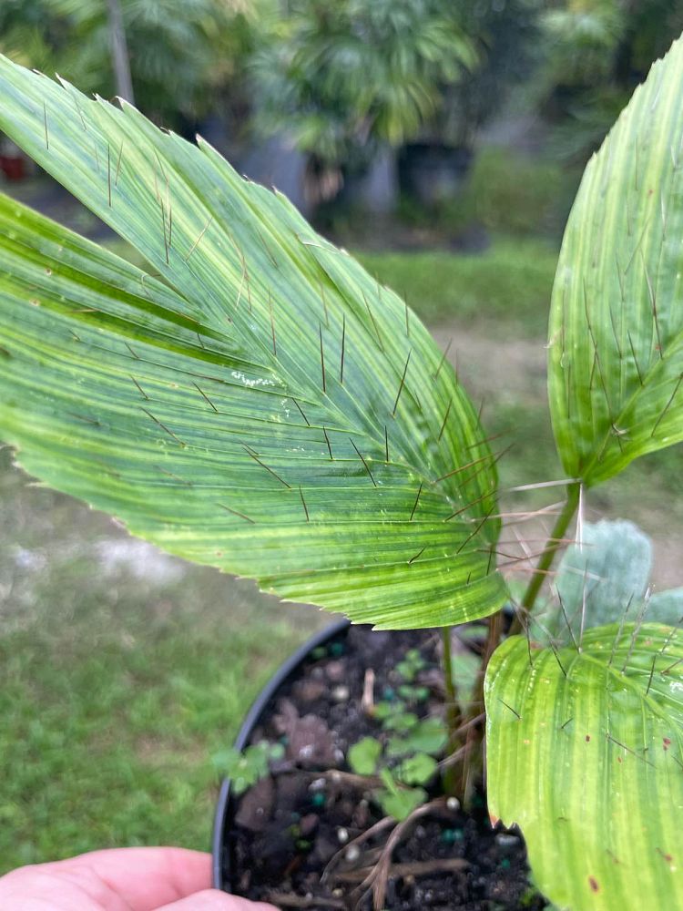 aiphanes-minima-devil-palm