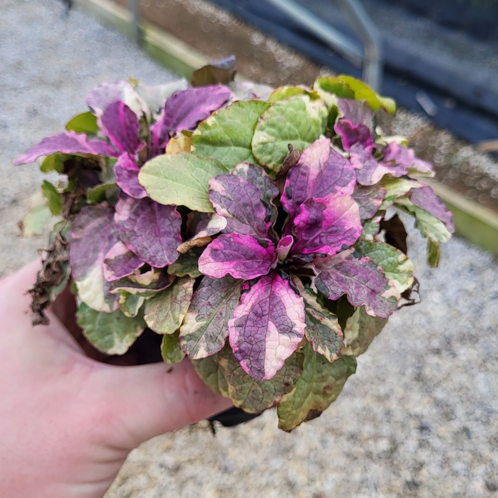 ajuga-reptans-burgundy-glow-carpet-bugleweed