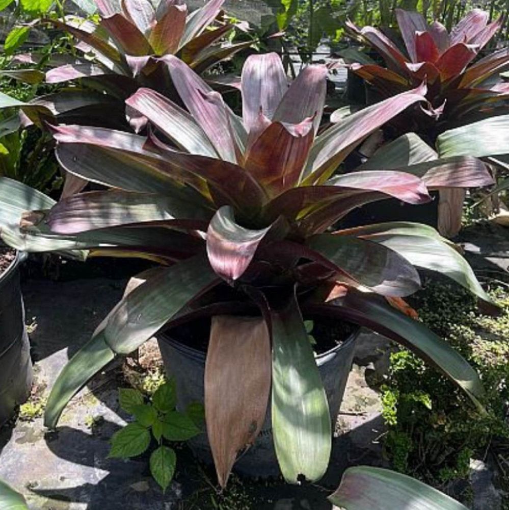 alcantarea-imperialis-bromeliad