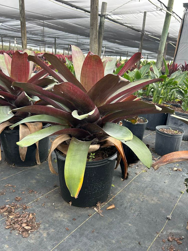 alcantarea-imperialis-bromeliad