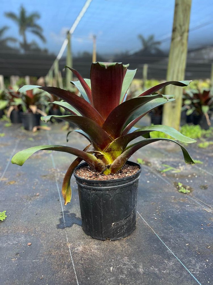 alcantarea-imperialis-rubra-bromeliad