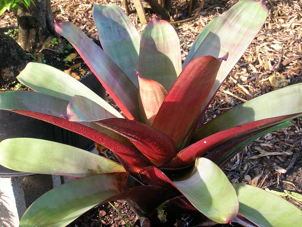 Alcantarea imperialis, Vriesea imperialis Bromeliad