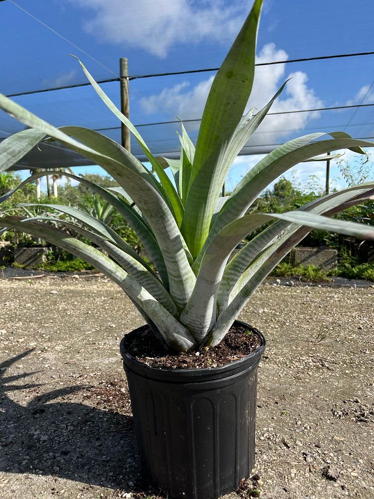 alcantarea-odorata-bromeliad