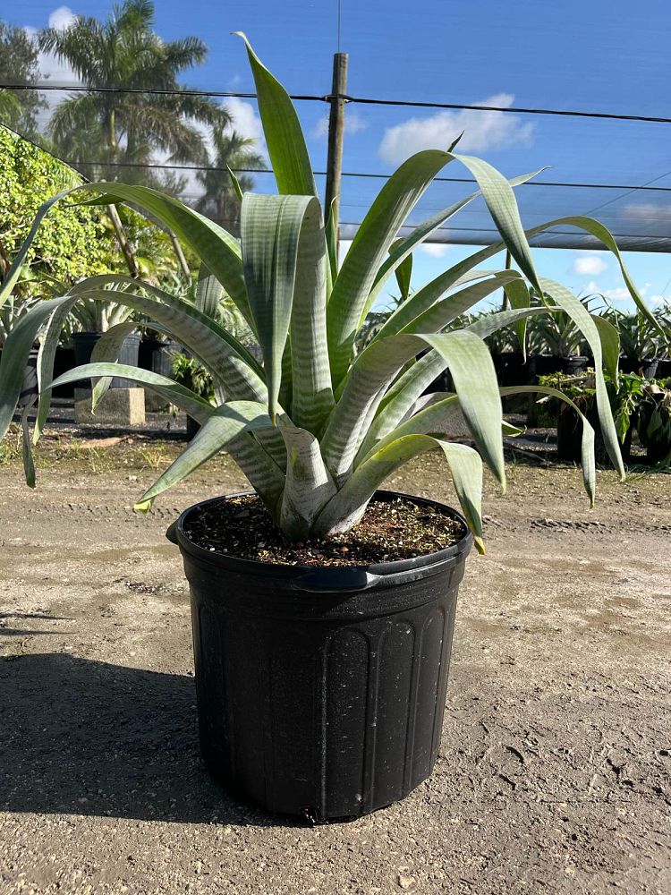 alcantarea-odorata-bromeliad