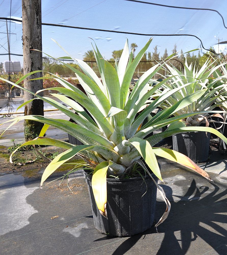 alcantarea-odorata-bromeliad