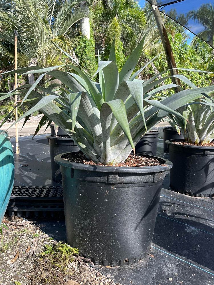 alcantarea-odorata-bromeliad