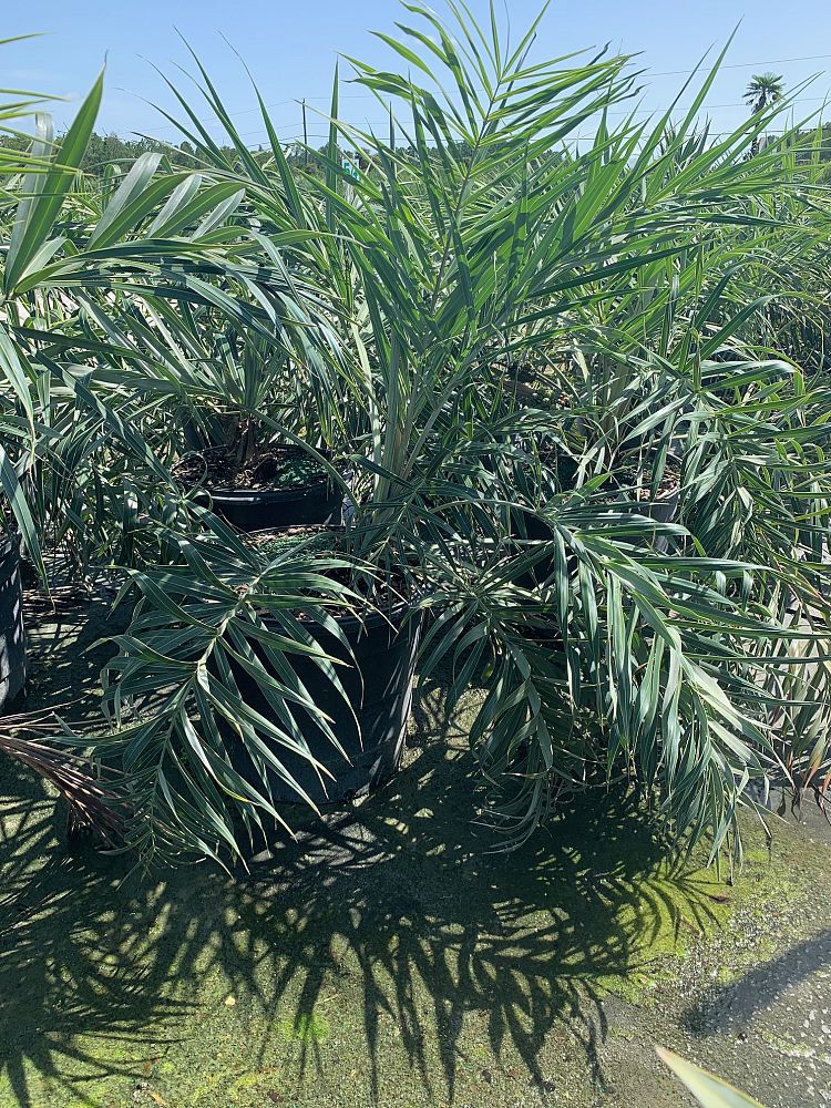 allagoptera-arenaria-seashore-palm