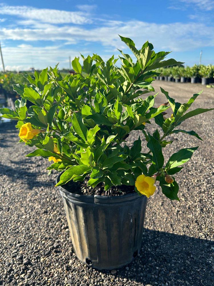 allamanda-cathartica-brown-bud-allamanda-yellow-allamanda-golden-trumpet