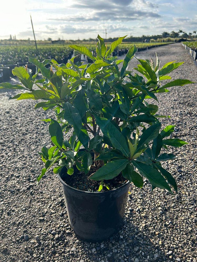 allamanda-cathartica-brown-bud-allamanda-yellow-allamanda-golden-trumpet