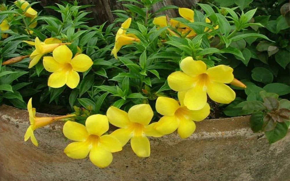 allamanda-cathartica-hendersonii-dwarf-brown-bud-allamanda-yellow-allamanda-golden-trumpet