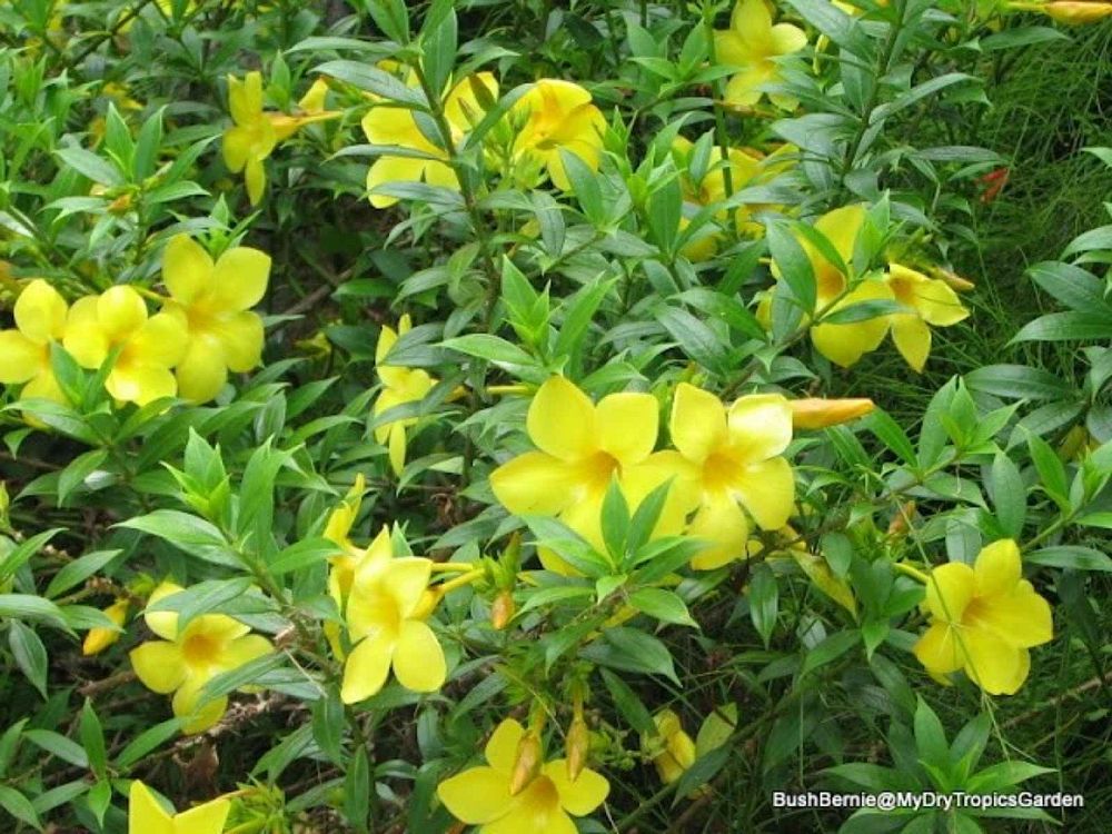 allamanda-cathartica-hendersonii-dwarf-brown-bud-allamanda-yellow-allamanda-golden-trumpet