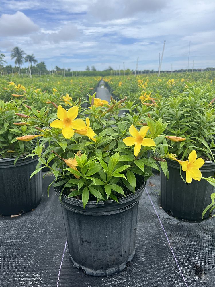 allamanda-compacta-dwarf-allamanda