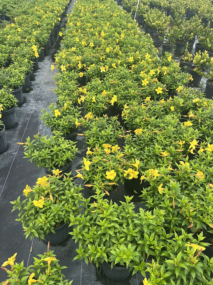 allamanda-compacta-dwarf-allamanda