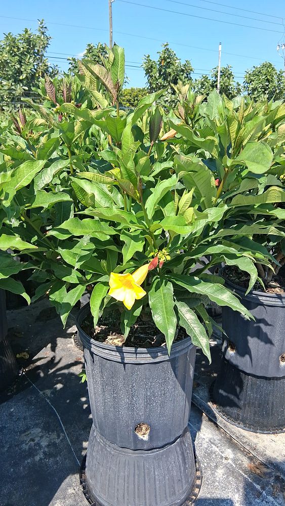 allamanda-schottii-bush-allamanda