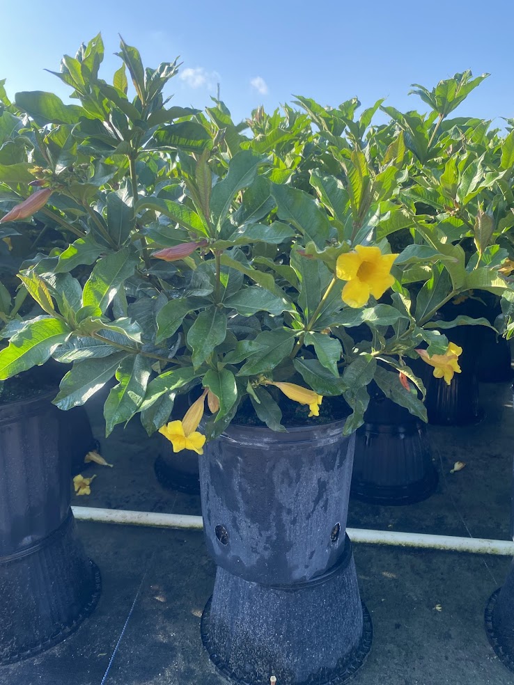 allamanda-schottii-bush-allamanda