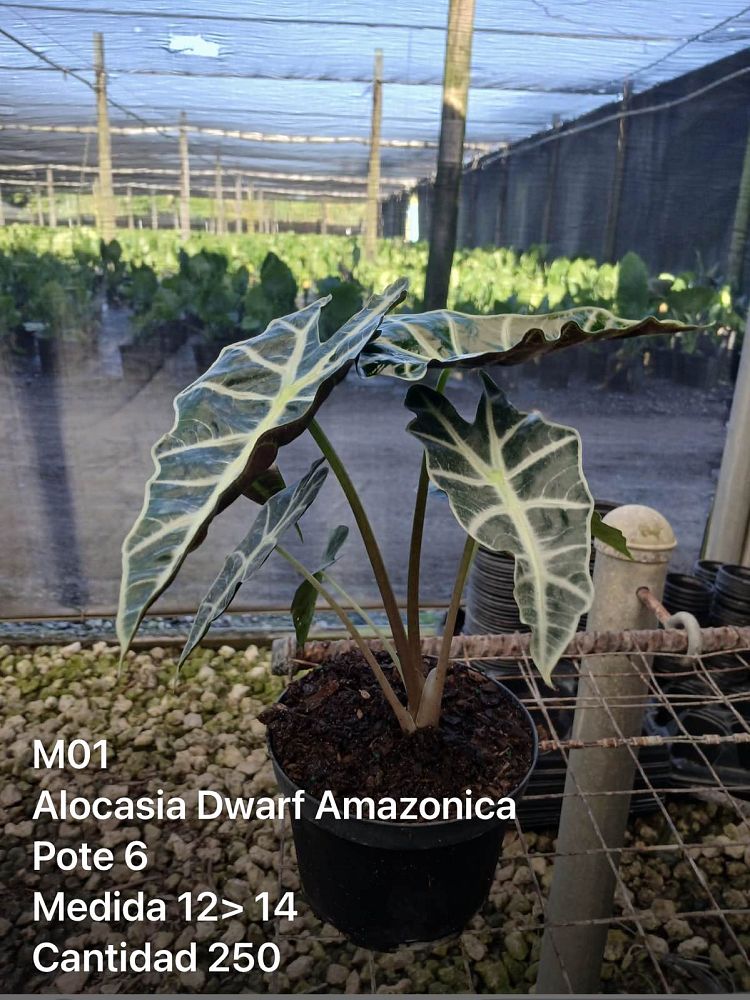 alocasia-amazonica-polly-african-mask-elephant-ear