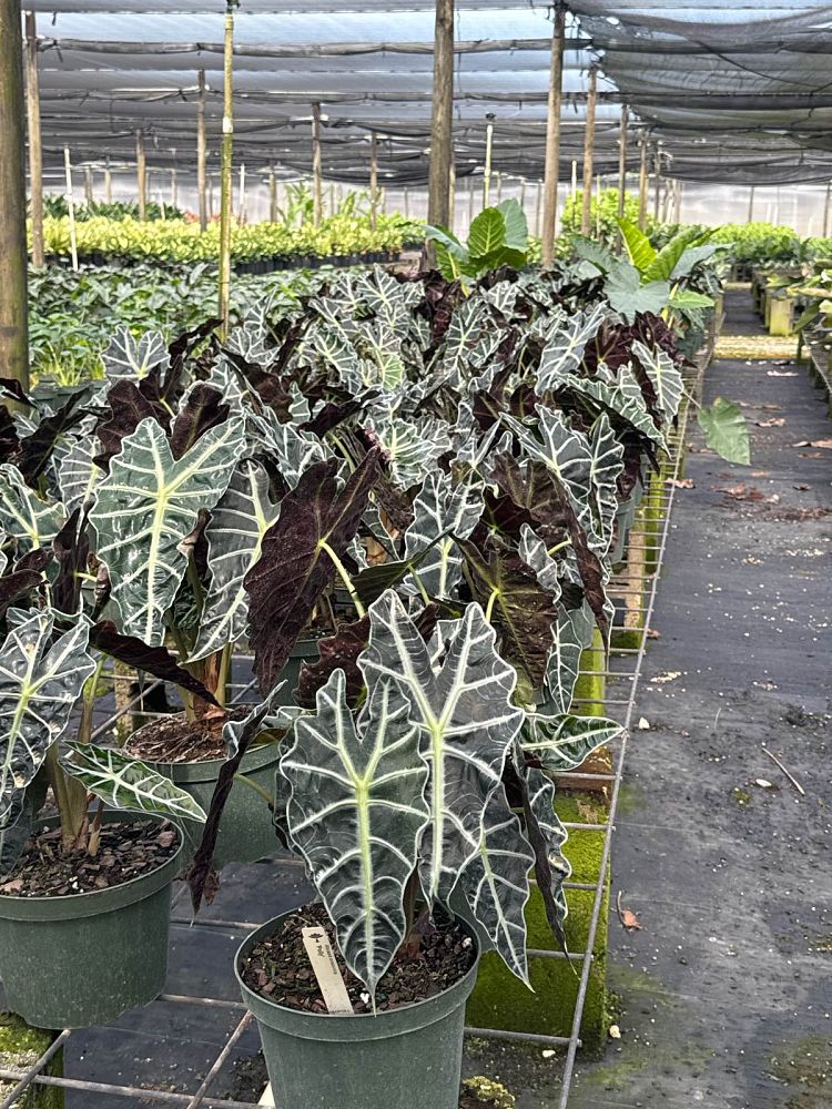 alocasia-amazonica-polly-african-mask-elephant-ear