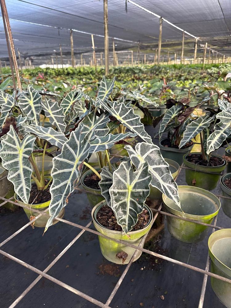 alocasia-amazonica-polly-african-mask-elephant-ear