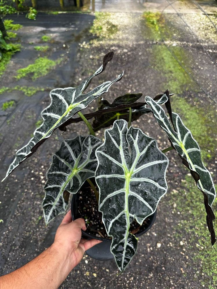 alocasia-amazonica-polly-african-mask-elephant-ear