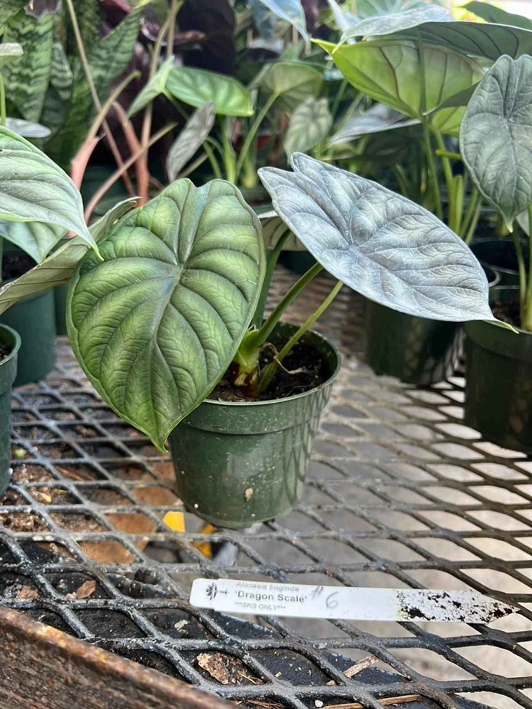 alocasia-baginda-dragon-scale-elephant-ear