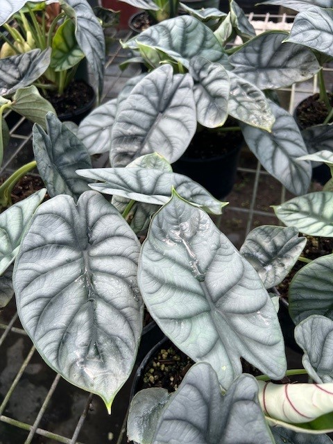 alocasia-baginda-silver-dragon-elephant-ear